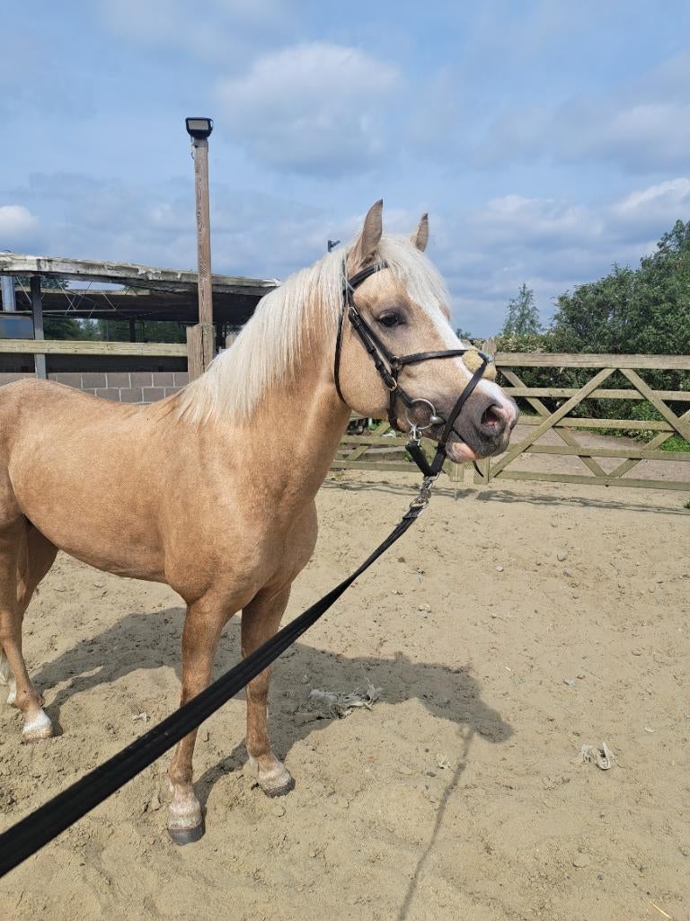 Uitzonderlijke 3-jarige palomino sportpony, Poney C (1.27 m à 1.37m), B, Hongre, Avec pedigree