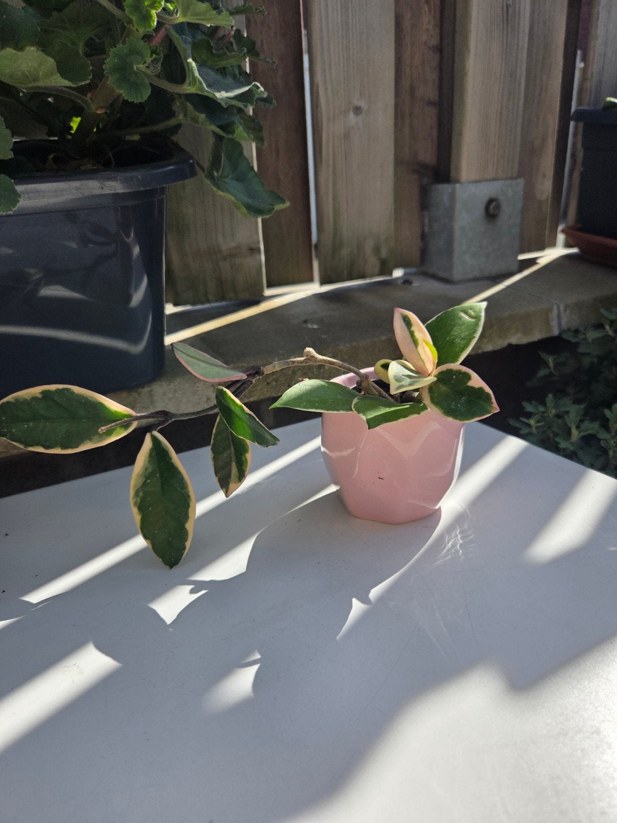 Hoya, Envoi