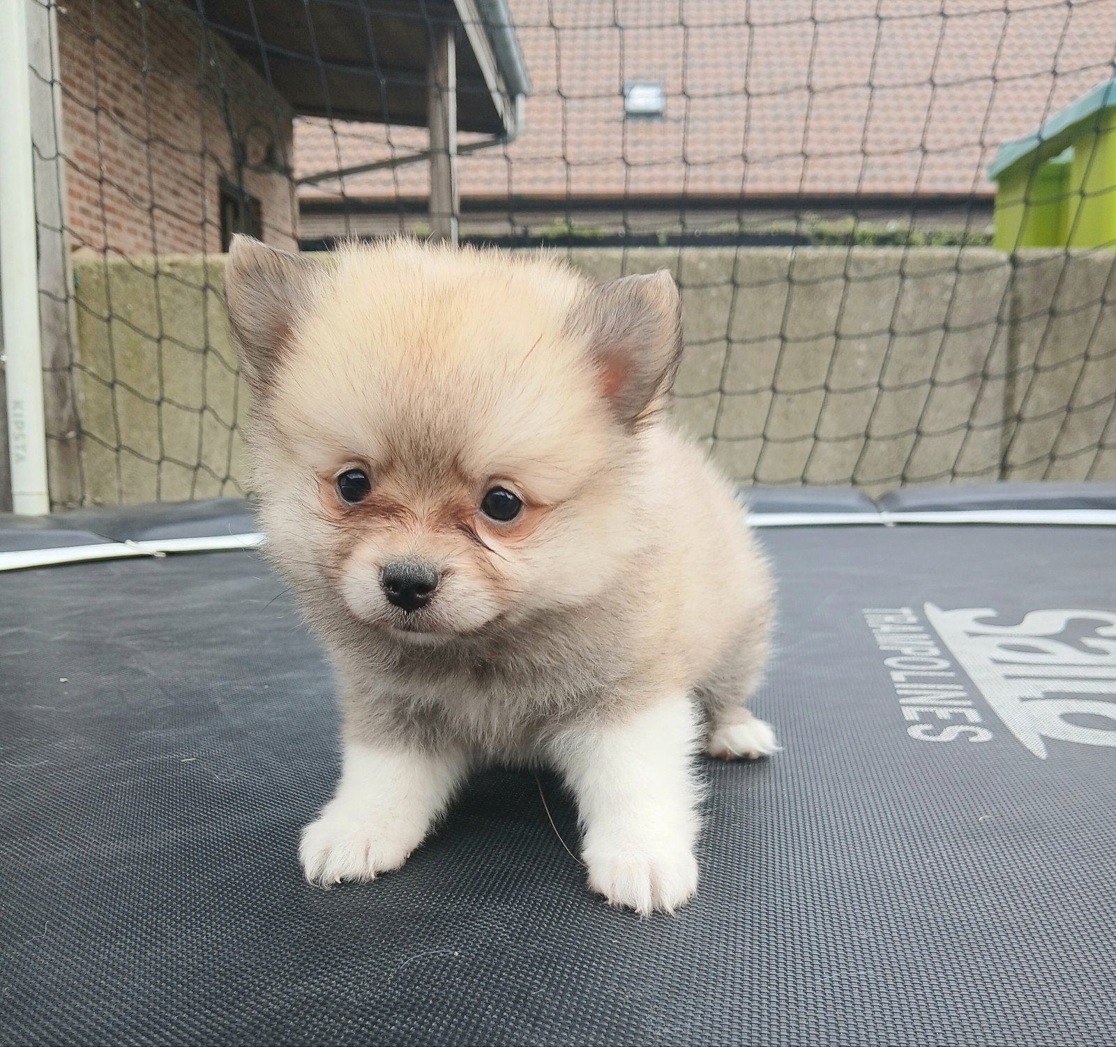 Keespups zoeken warm nestje, Animaux & Accessoires, Chiens | Huskys, Loulous & Types primitifs, Loulou, Plusieurs, Hépatite contagieuse (maladie de Rubarth)