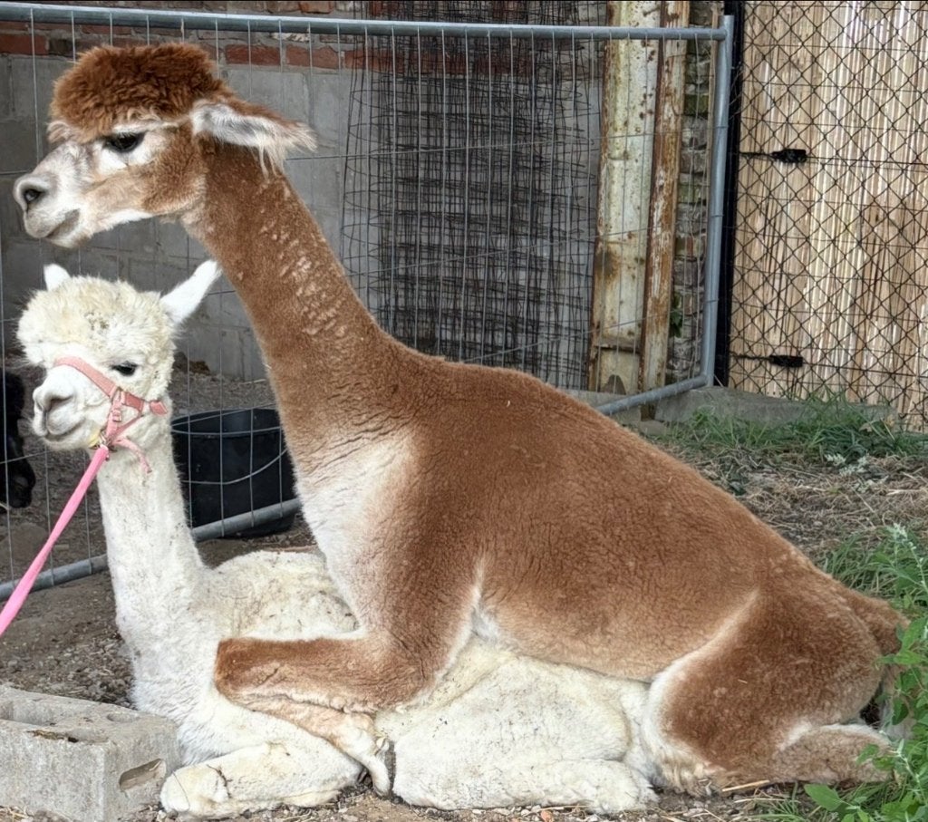 Kindvriendelijke alpaca’s merrie en hengst, Meerdere dieren, Geit, 3 tot 5 jaar
