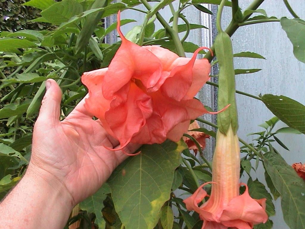 Brugmansia, Autres espèces, Plein soleil, Été, Enlèvement