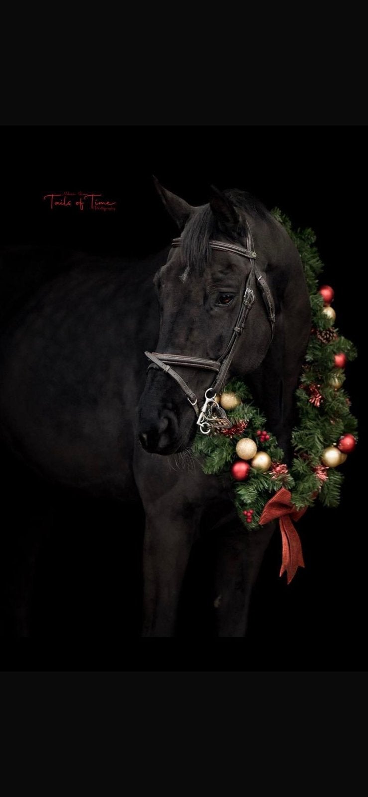 14jarige leermeester, Dieren en Toebehoren, Paarden, Ruin, ZZ, 175 cm of meer, 11 jaar of ouder, Springpaard, Met stamboom, Gechipt
