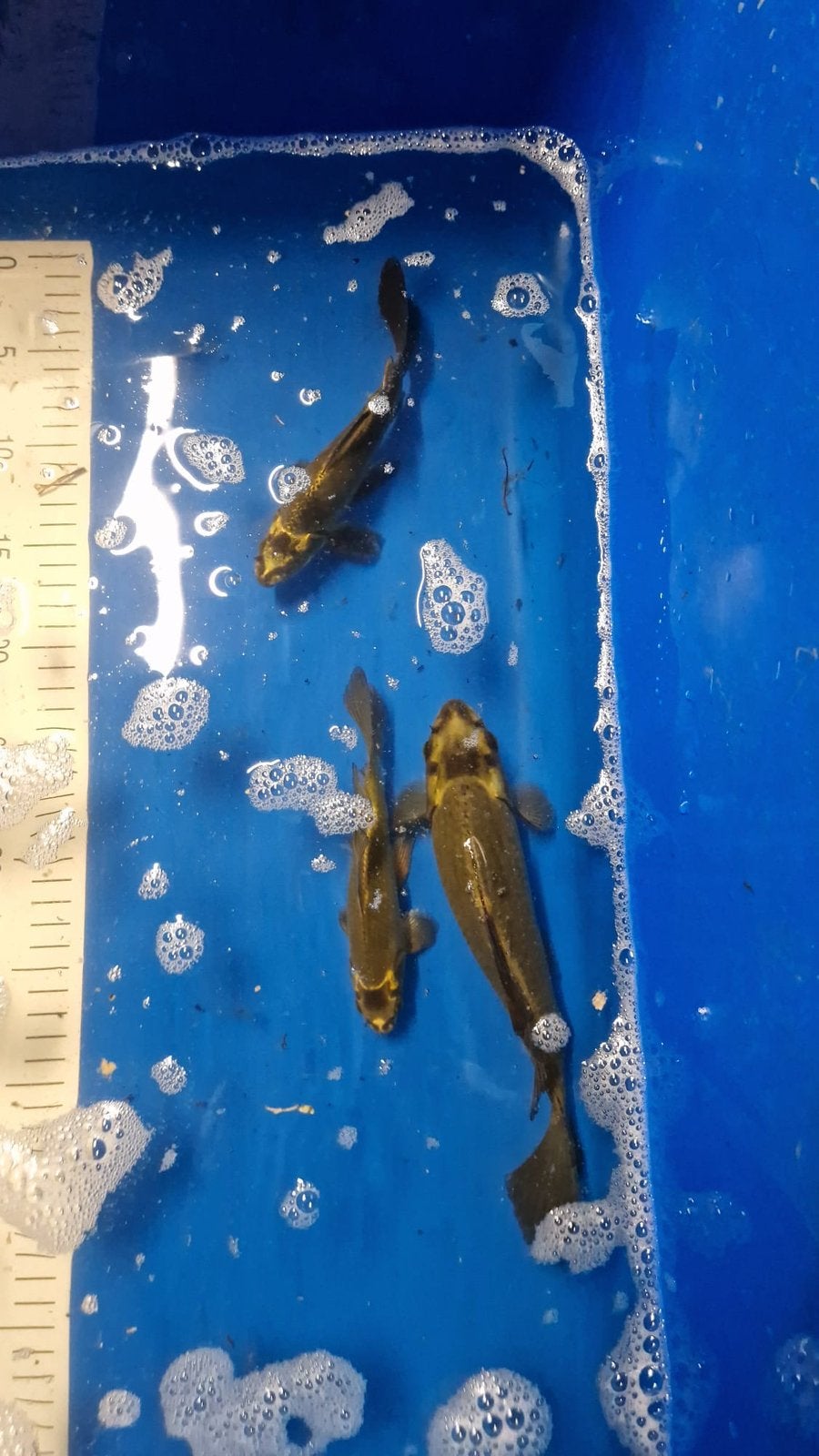 4x sluier ghostkoi