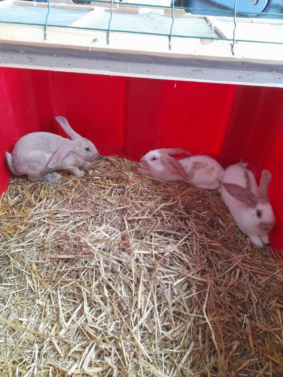 Vlinder/Lotharinger konijnen, Dieren en Toebehoren, Konijnen, Mannelijk, Groot, 0 tot 2 jaar