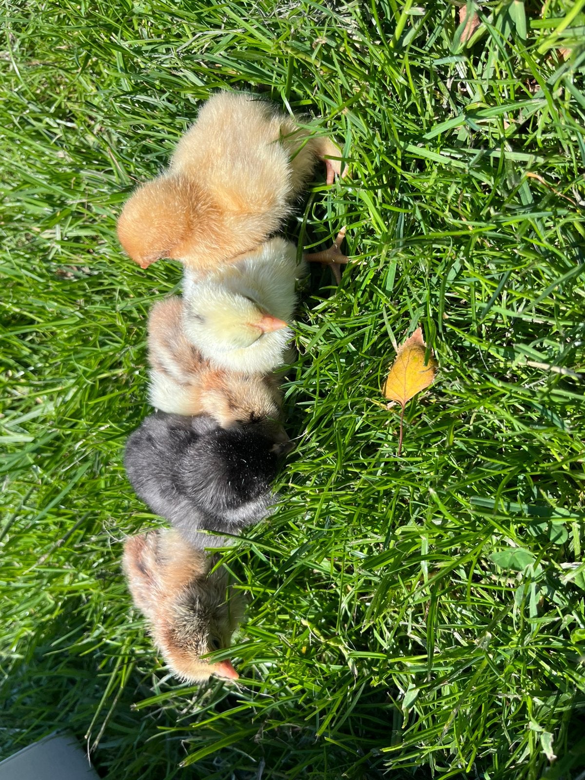 Zijdehoen kuikens, Dieren en Toebehoren