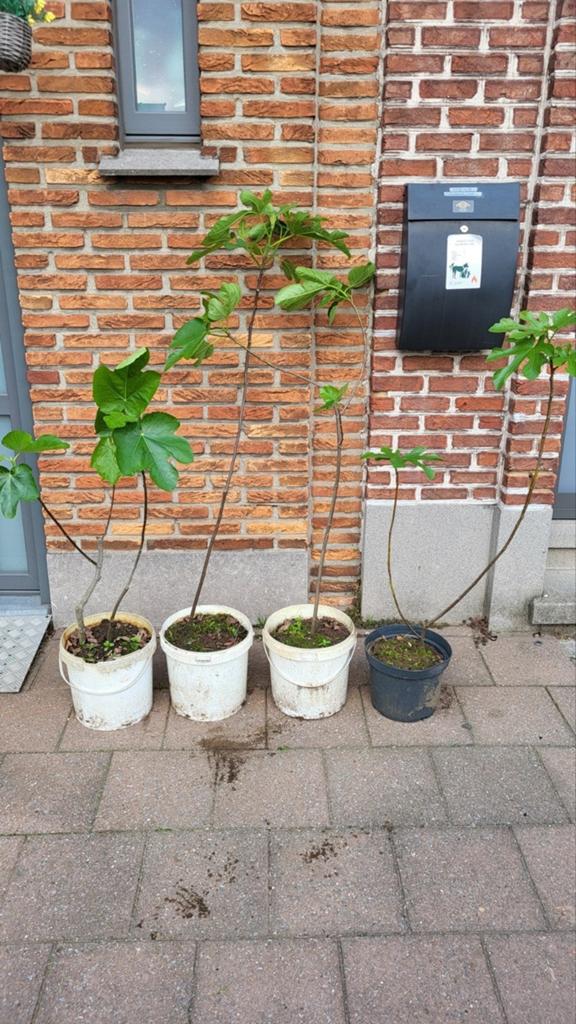 Vijgenbomen per stuk 25 euro (Winterhard), Tuin en Terras, Planten | Fruitbomen, Ophalen