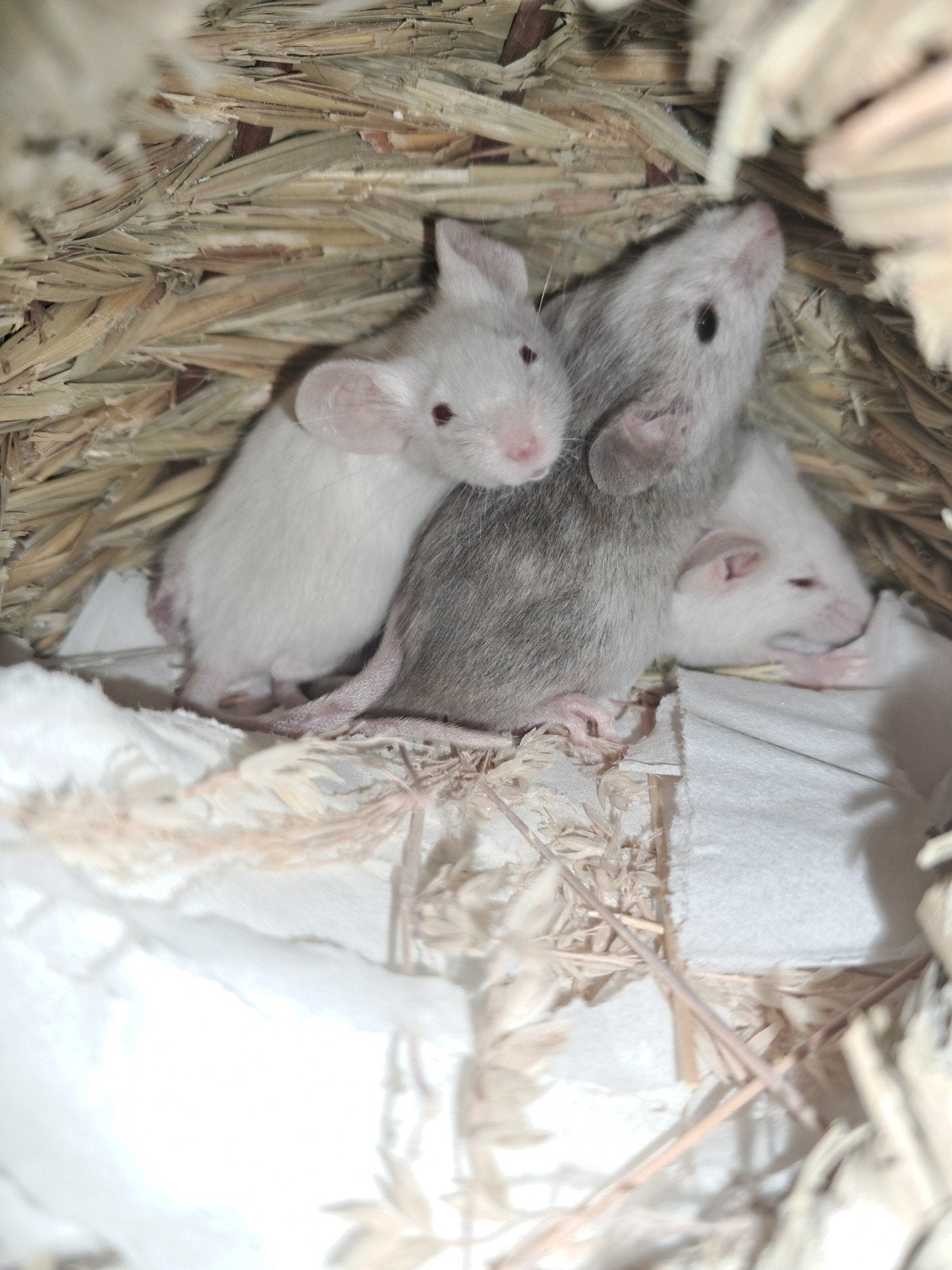Baby kleurmuisjes (wit en Husky-achtig), Juin, Domestique, Souris, Sexe inconnu