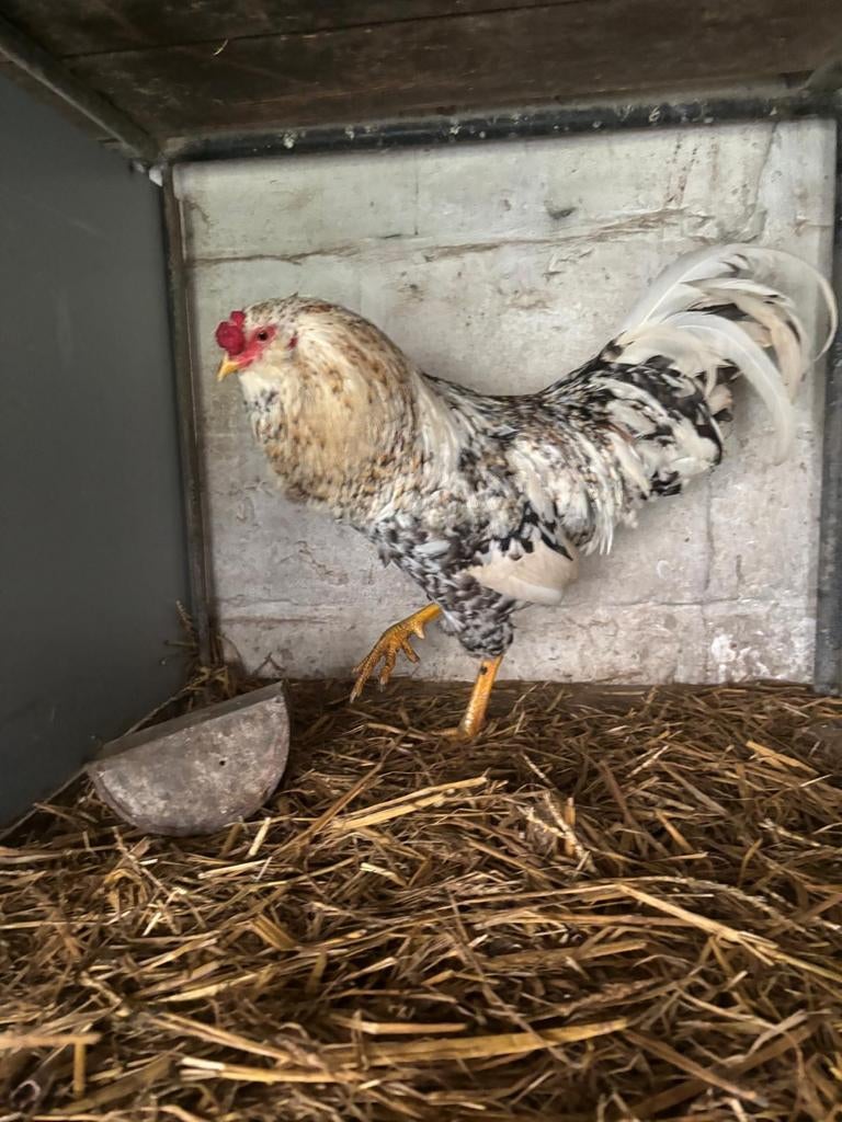 Zanghanen, Dieren en Toebehoren, Pluimvee