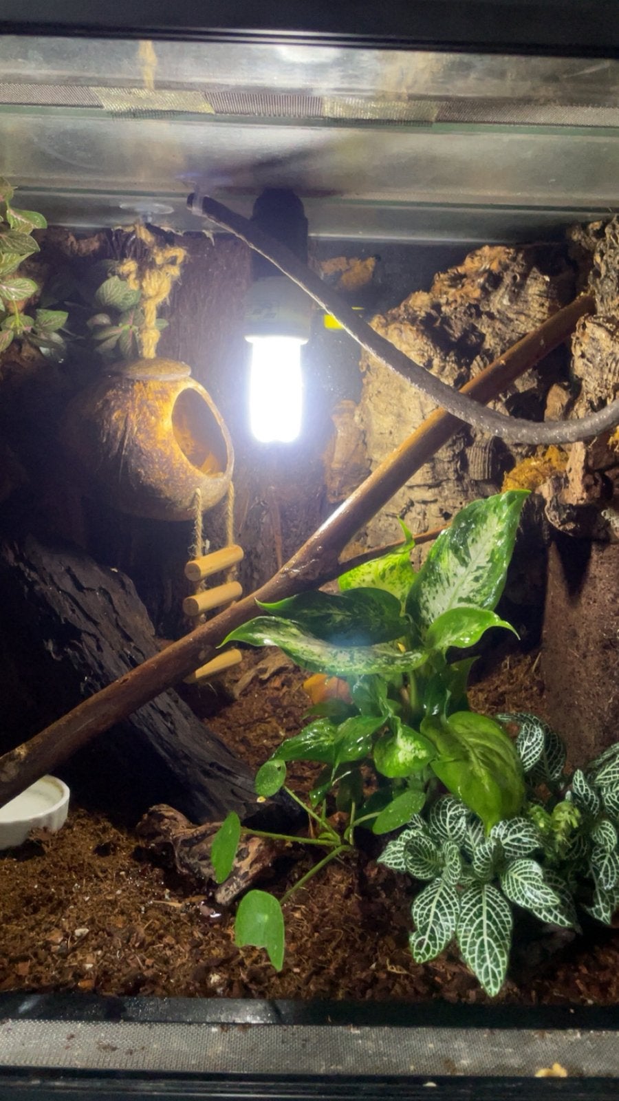 Wimpergekko met terrarium, Ophalen, Zo goed als nieuw
