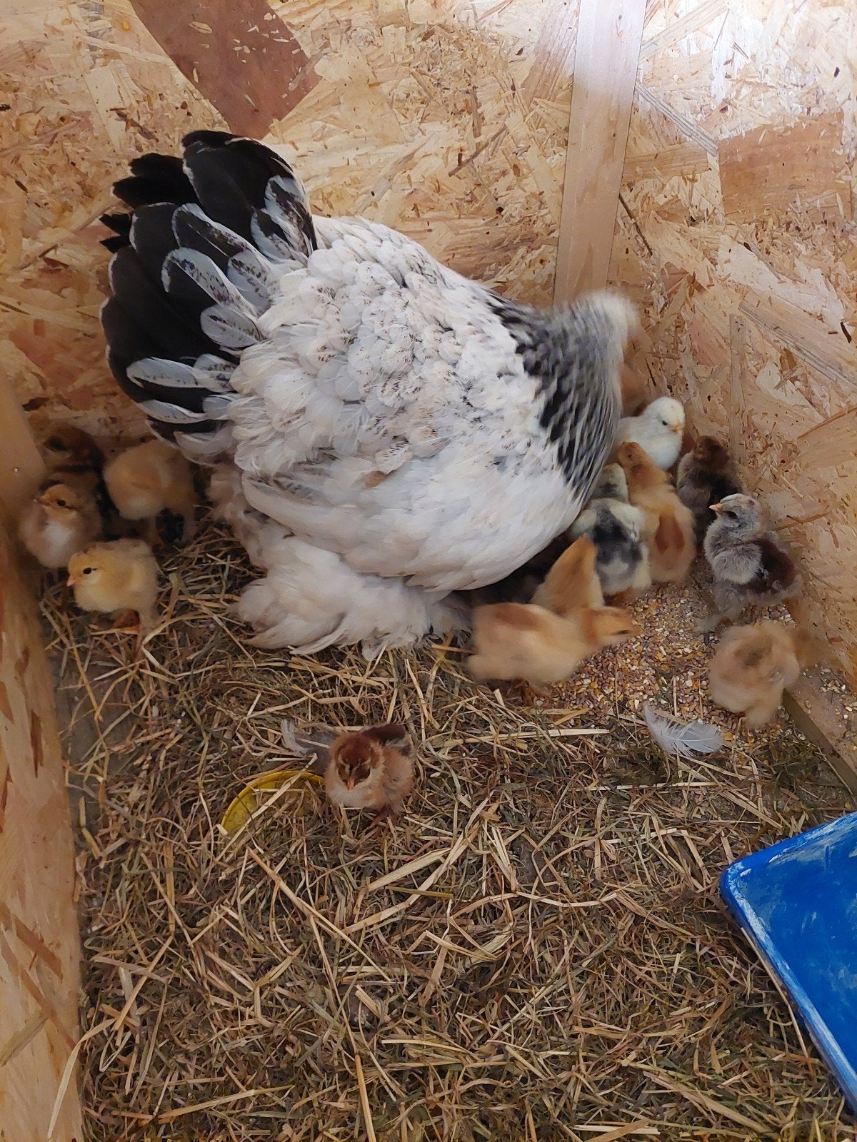 Brahma kuikens 3€ per stuk, Dieren en Toebehoren, Geslacht onbekend