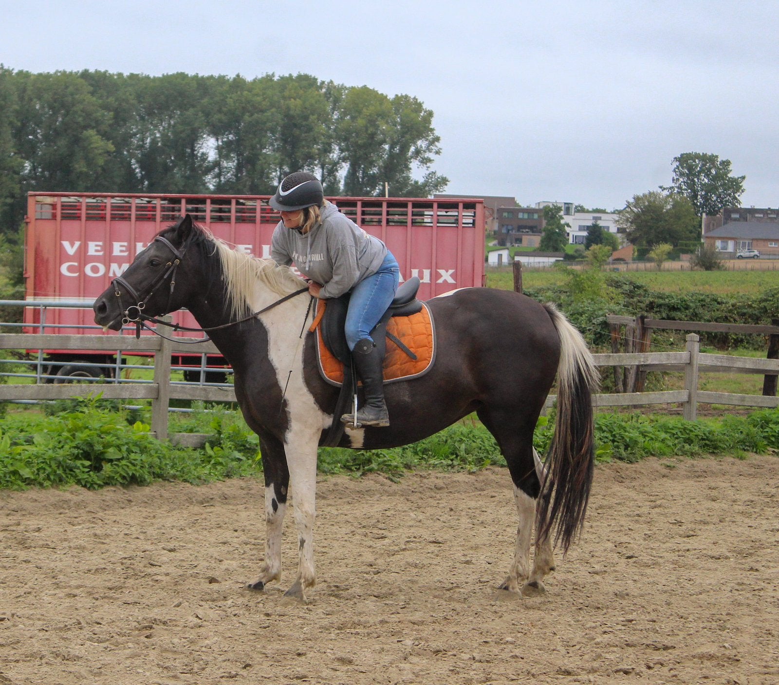 LADY | Jument noire et blanche de 4 ans, Animaux & Accessoires, Avec puce électronique, Débourré, 160 à 165 cm, Cheval de récréation
