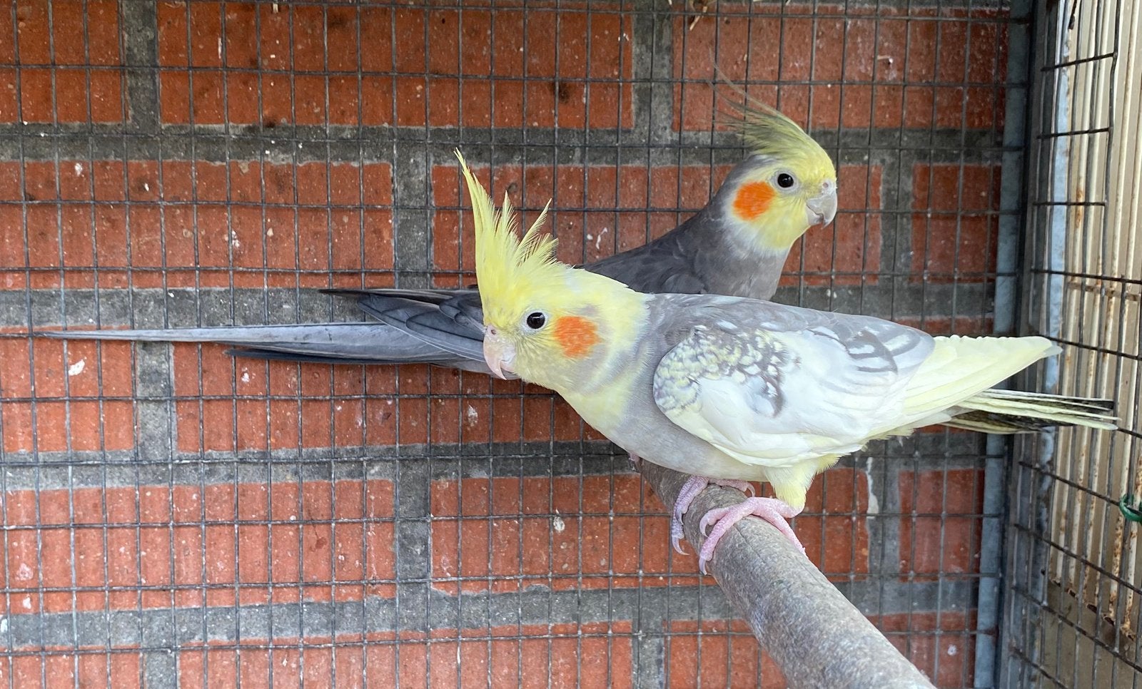 2 Calopsittes, Animaux & Accessoires, Plusieurs animaux