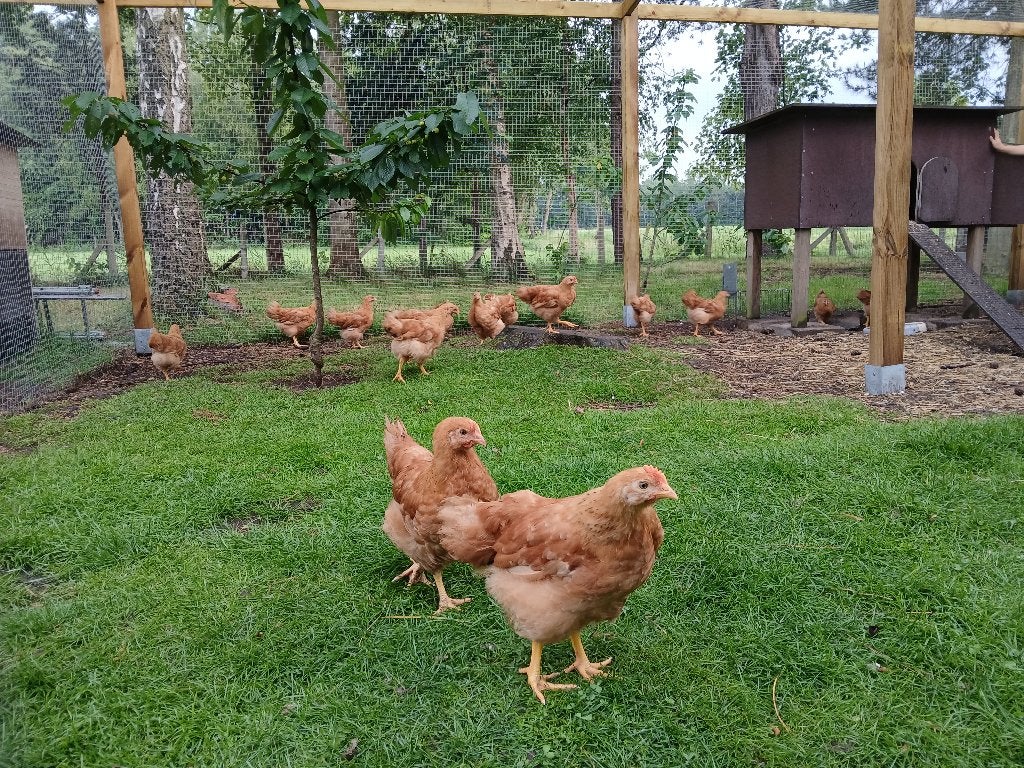 12 Kuikens New Hampshire, Sexe inconnu, Poule ou poulet