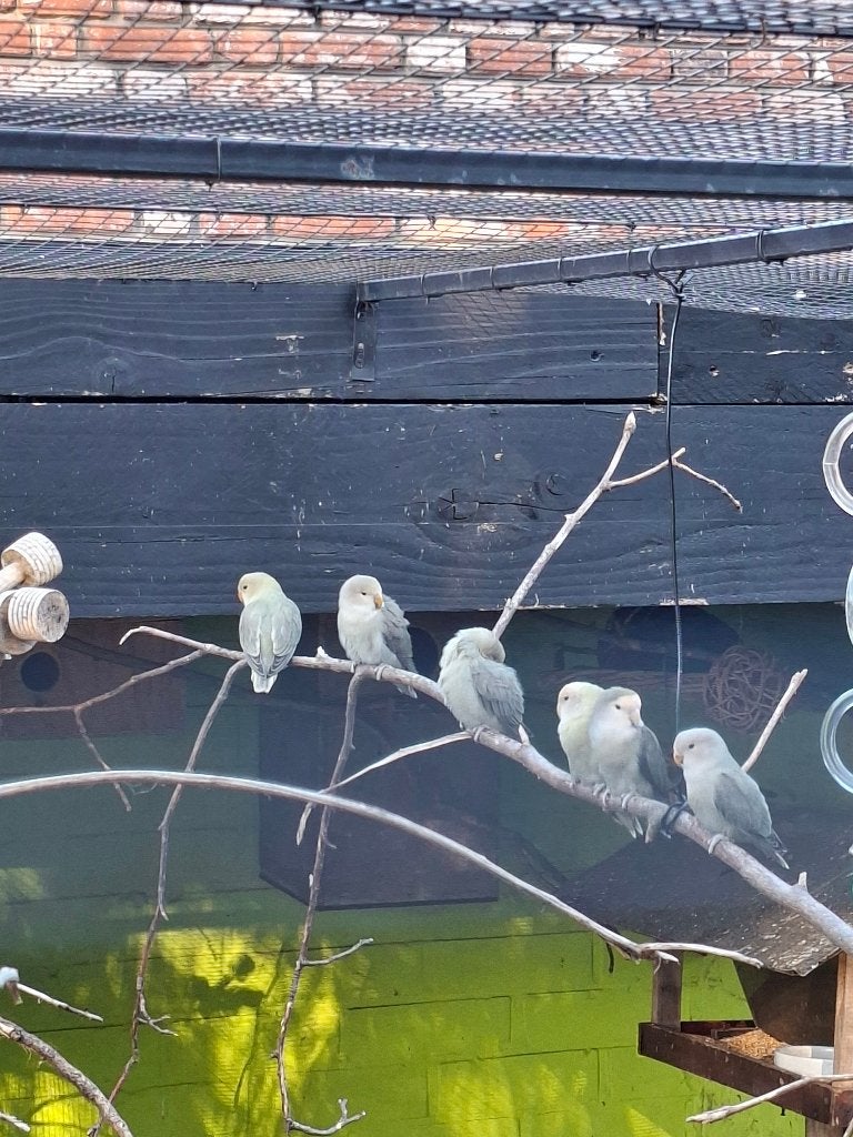 Agapornis agaproniden dwergpapegaai, Dieren en Toebehoren, Vogels | Parkieten en Papegaaien, Meerdere dieren, Dwergpapegaai of Agapornis