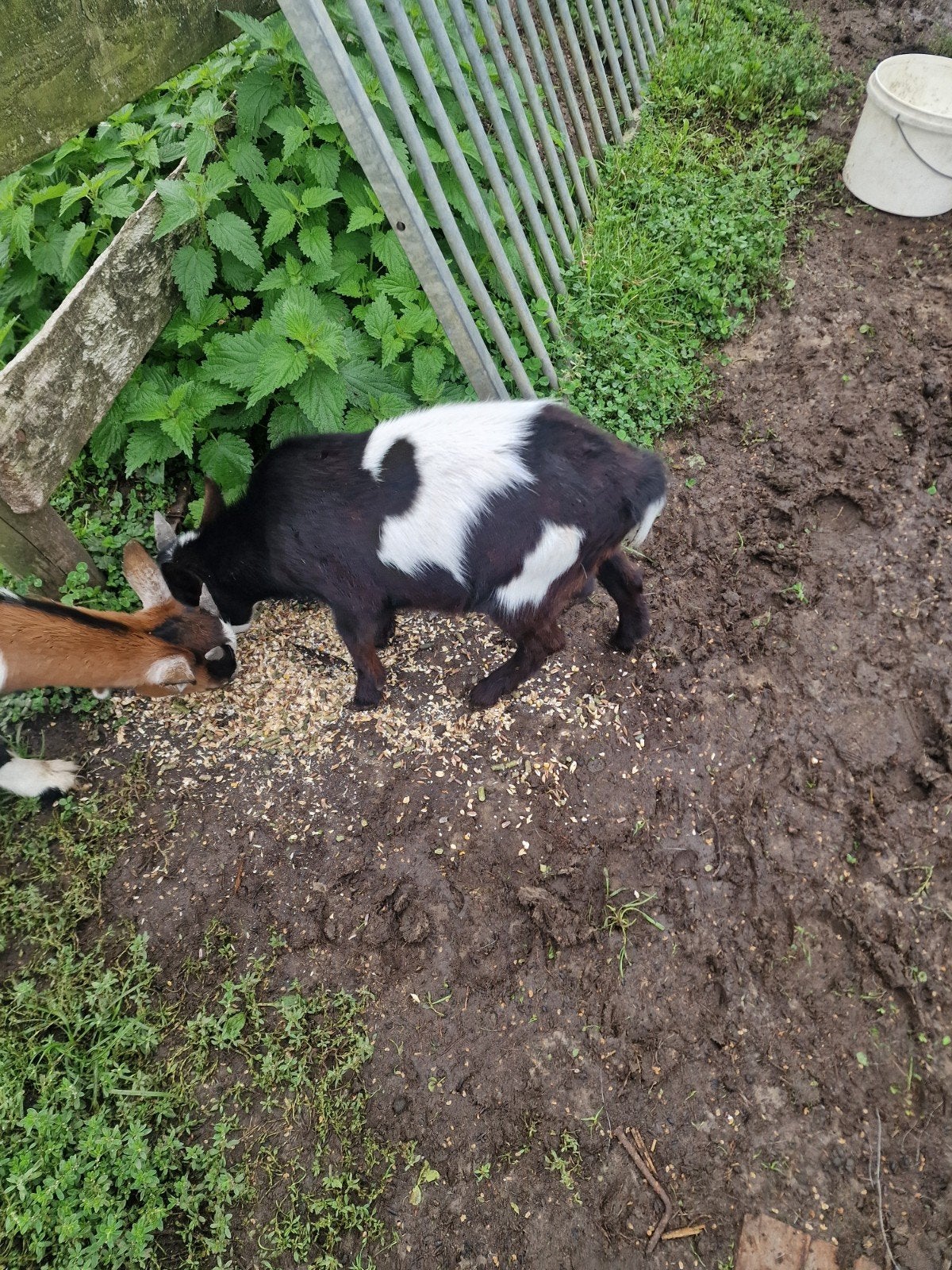 geitenbokjes drie stuks.