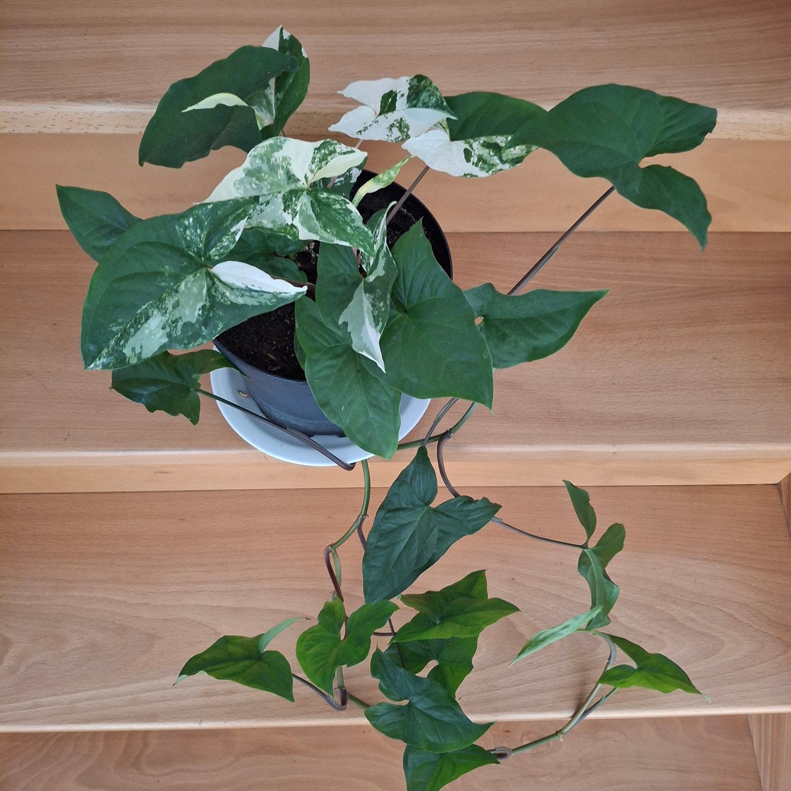 Syngonium Albo Variegated, Ophalen