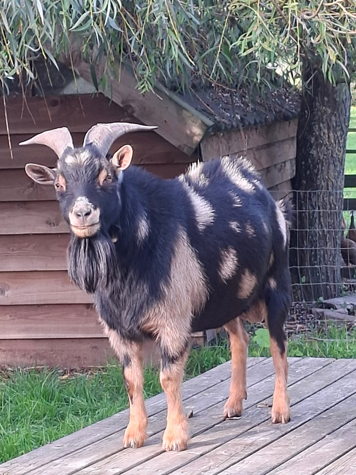 dwerggeit dekbok maanvlek, Dieren en Toebehoren