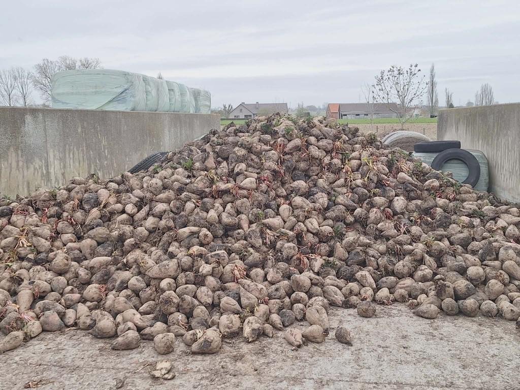 voederbieten, Ophalen