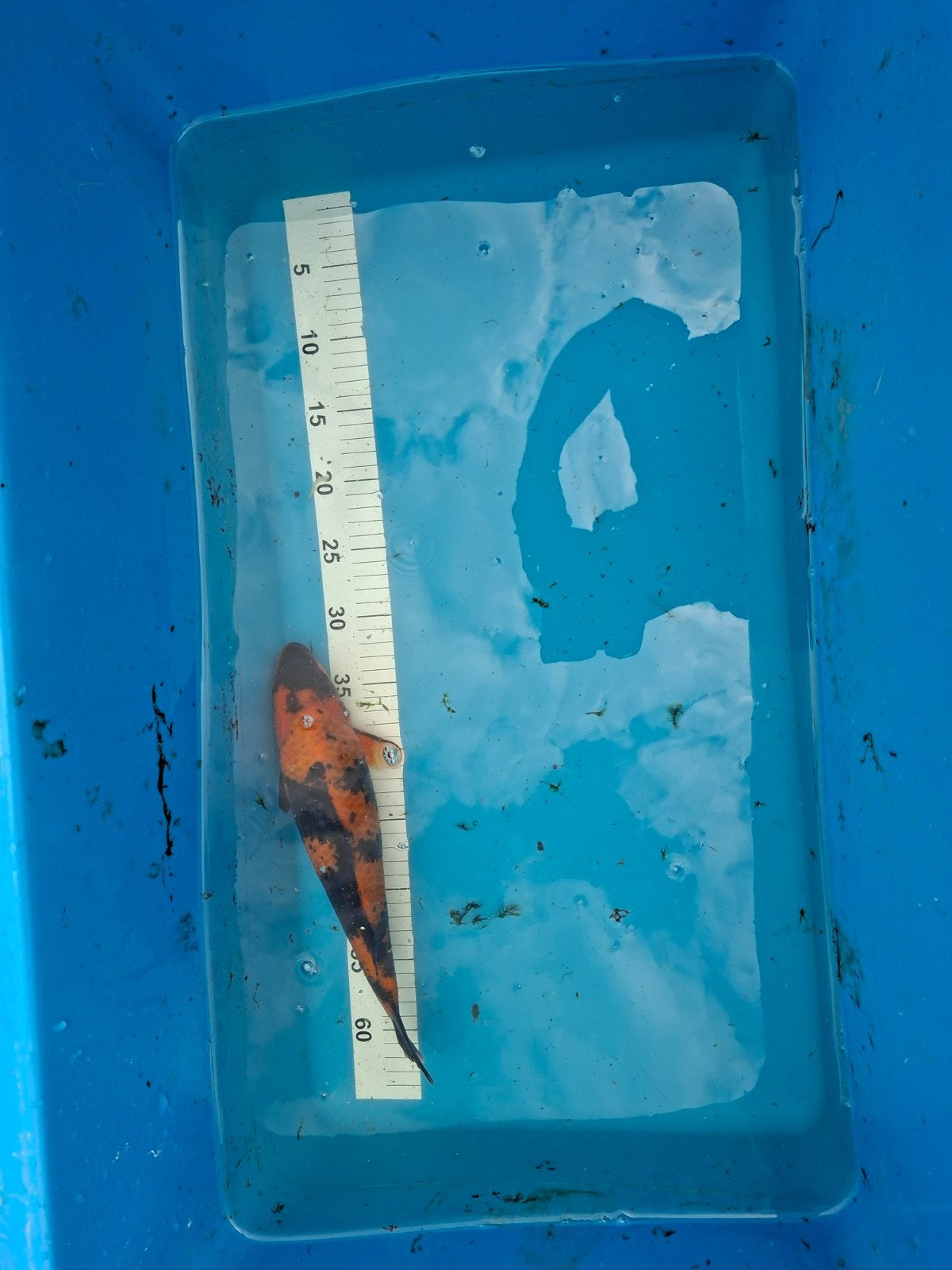 Japanse koi hi utsuri, Karper of Koi