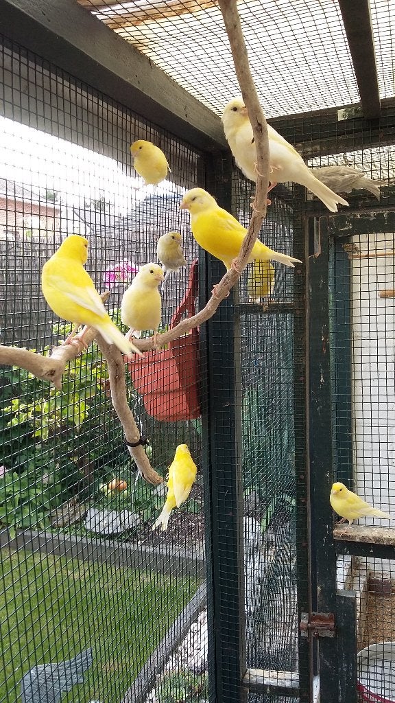 Kanaries, Dieren en Toebehoren, Vogels | Kanaries