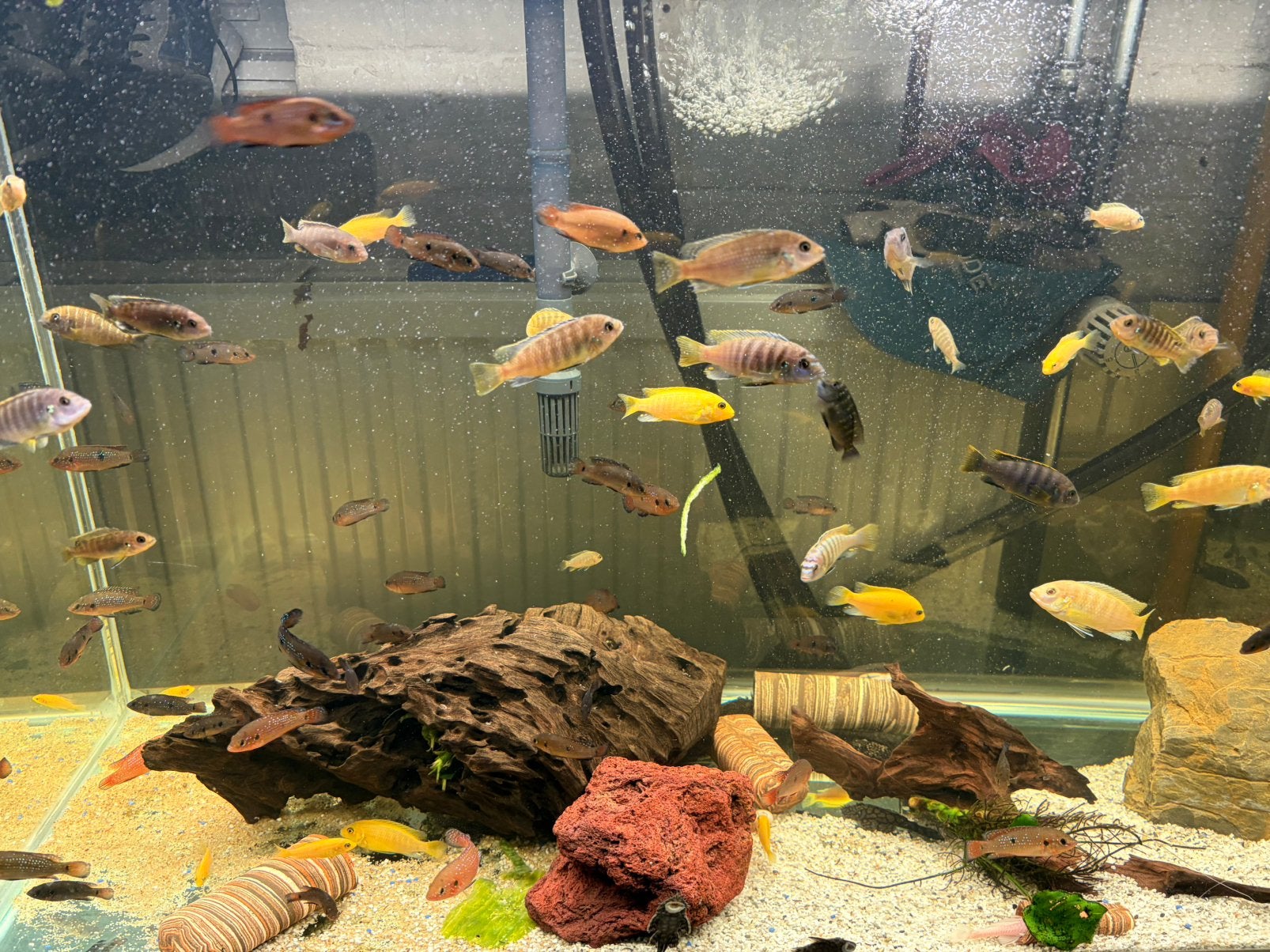 Cichliden, Dieren en Toebehoren, Vissen | Aquariumvissen, Vis, Zoetwatervis