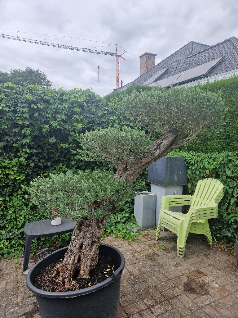 Mooie dikke olijfboom Plato., Tuin en Terras, Ophalen, In pot, Olijfboom