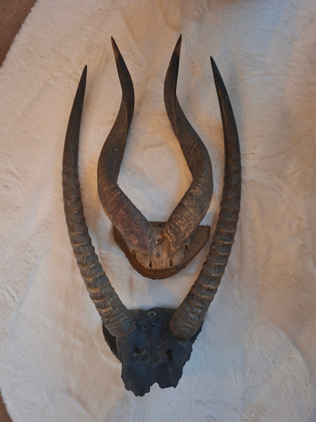 Prachtige Vintage Set Antiloop Hoorns (Waterbok & Impala), Verzamelen, Ophalen, Gebruikt, Gewei of Kop