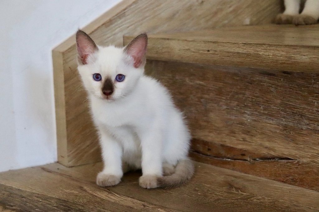 Siamese thai kittens met stamboom, Poes, Met stamboom, 0 tot 2 jaar