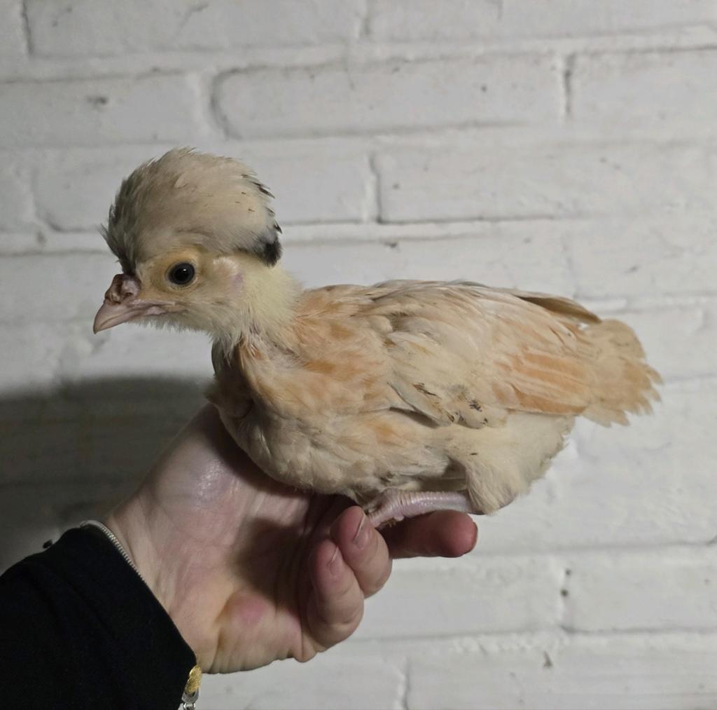 Padua kuikens, Dieren en Toebehoren, Geslacht onbekend, Kip