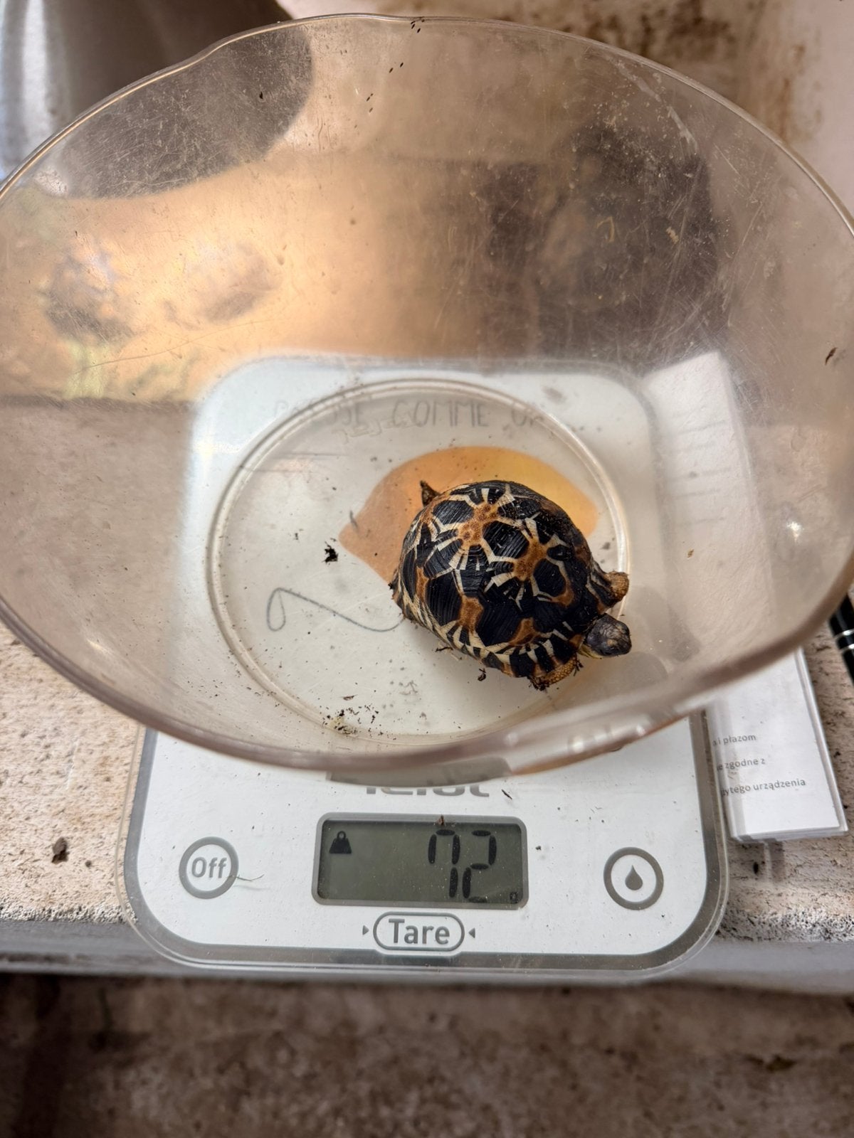 Tortue radiata, Animaux & Accessoires, Tortue