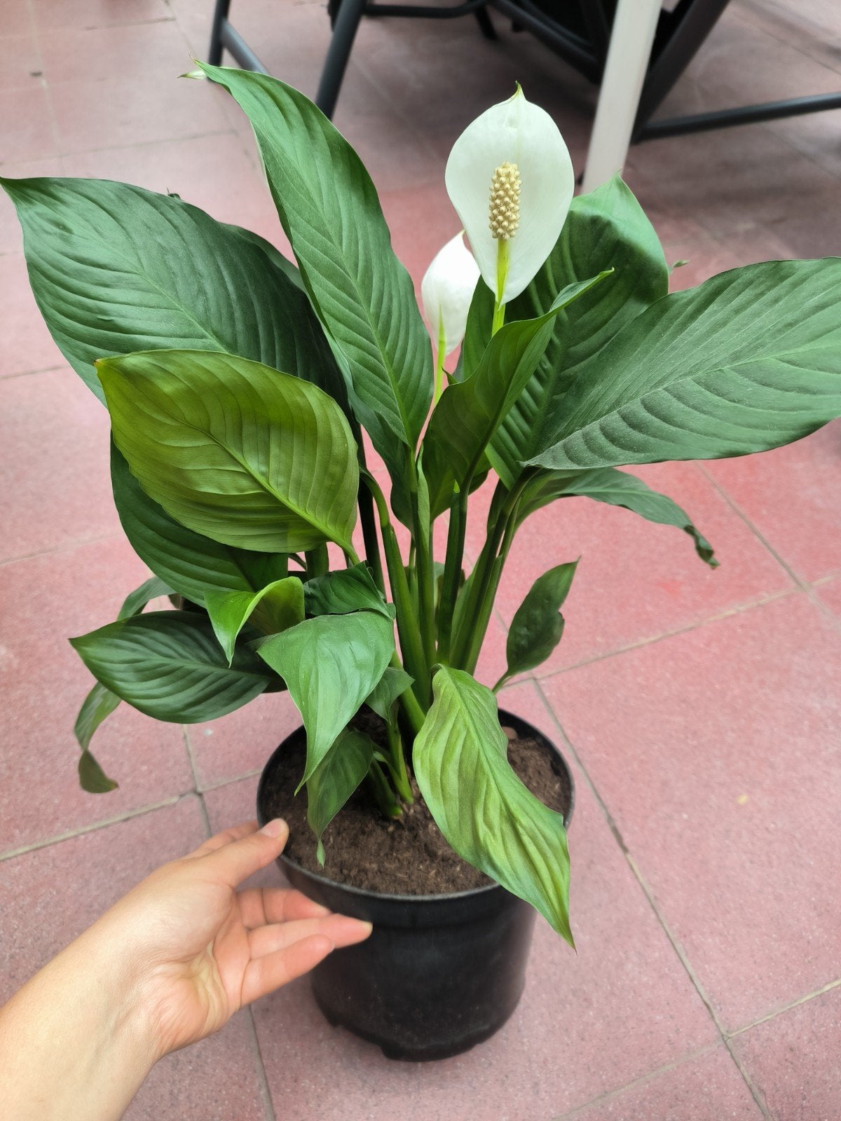 Lepelplant Spathiphyllum vredeslelie, Huis en Inrichting, Kamerplanten, Ophalen, Overige soorten, Halfschaduw, Minder dan 100 cm