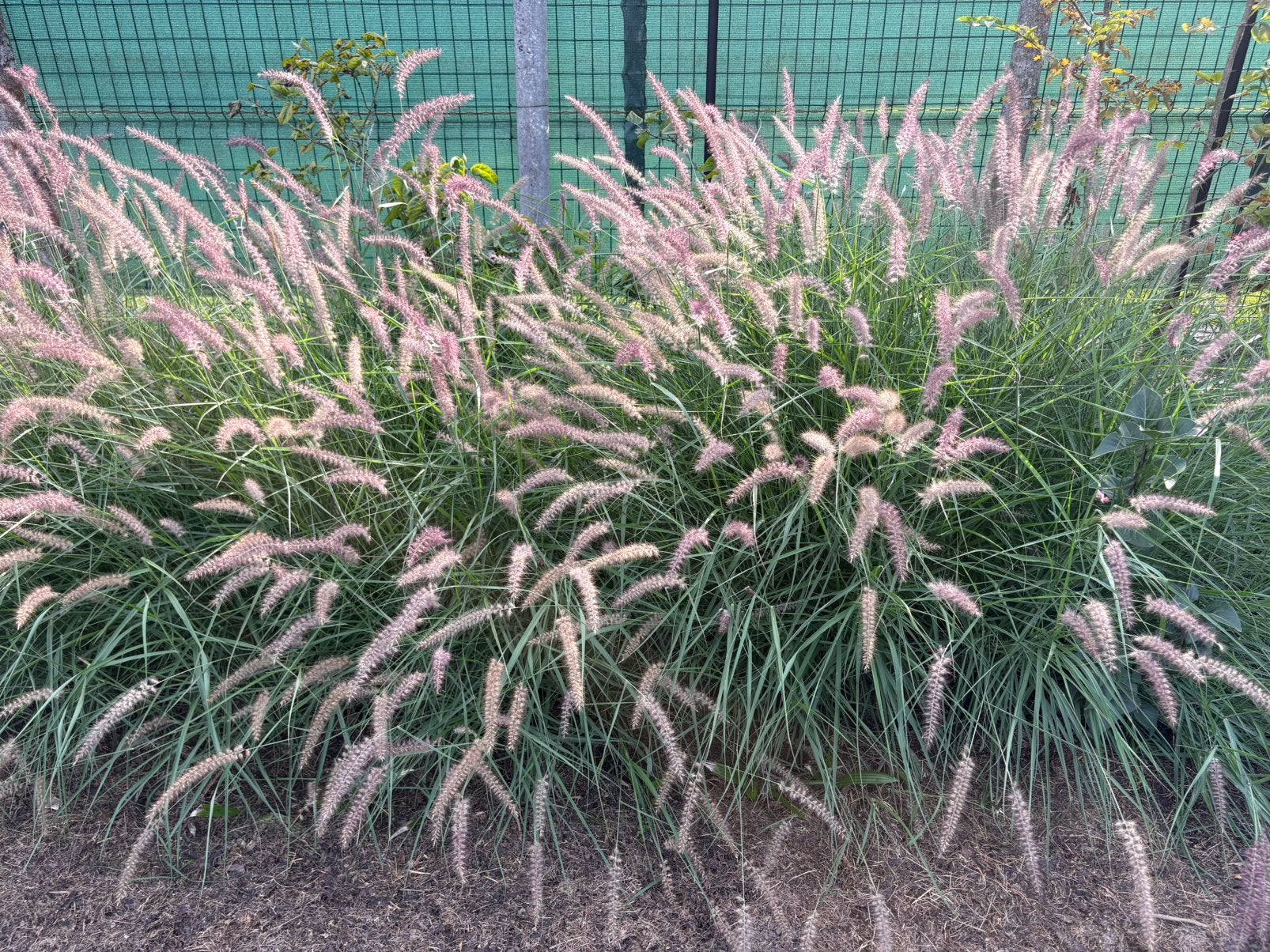 Pennisetum ‘Karley Rose’., Volle zon, Vaste plant, Siergrassen, Ophalen of Verzenden