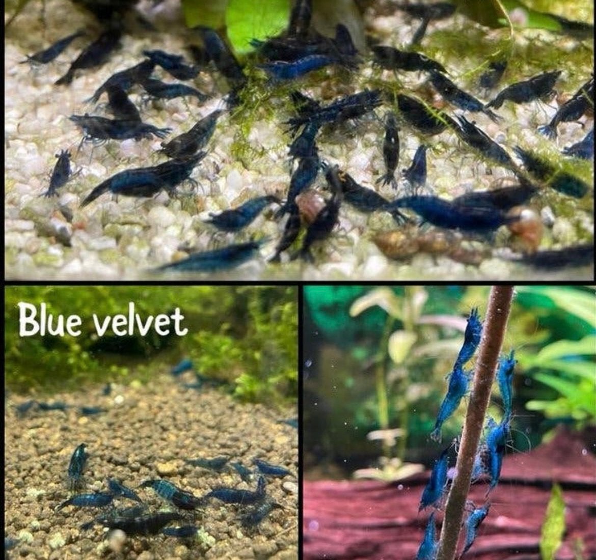 Neo caridina garnalen rood + blauw, Kreeft, Krab of Garnaal, Zoetwatervis, Schoolvis