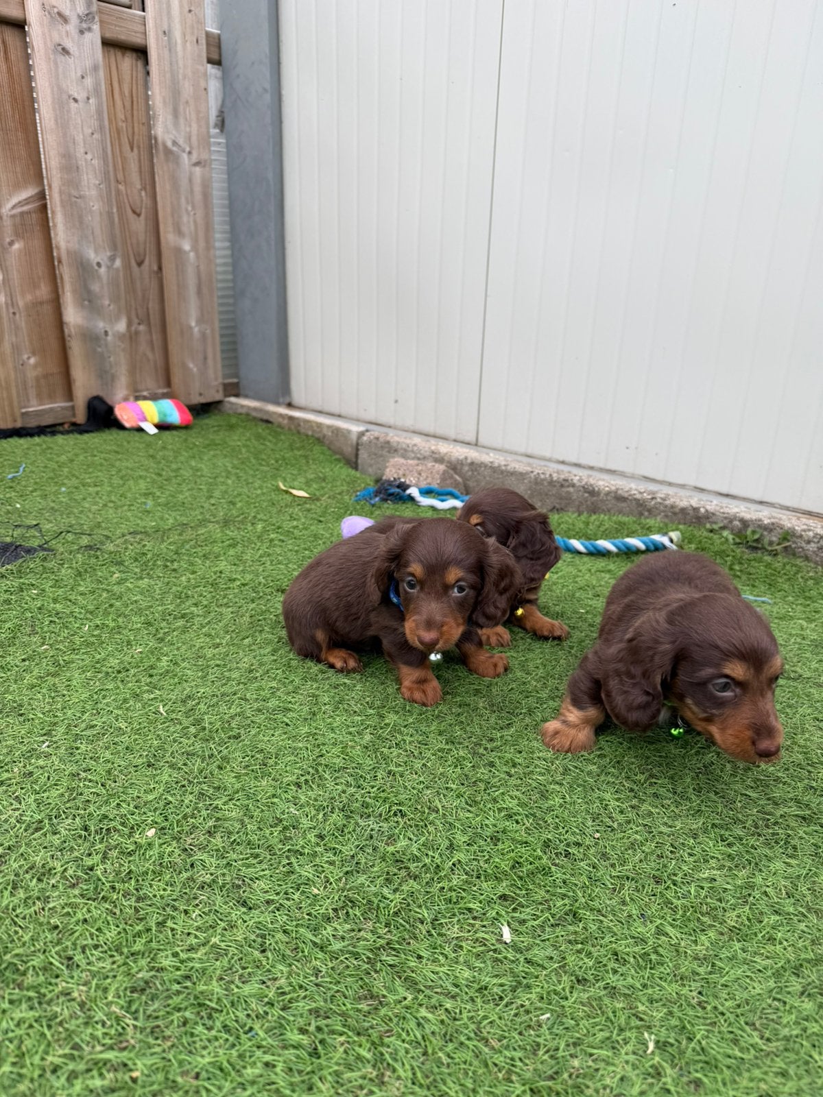 Mooie langharige choco tan dwergteckel pups, Dieren en Toebehoren, Honden | Teckels en Dashonden, België, CDV (hondenziekte), 8 tot 15 weken