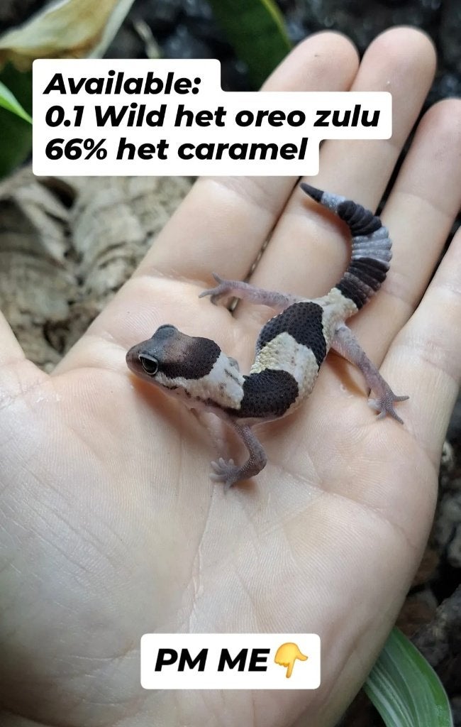 Vetstaartgekko's, Animaux & Accessoires, Reptiles & Amphibiens, Lézard, 0 à 2 ans