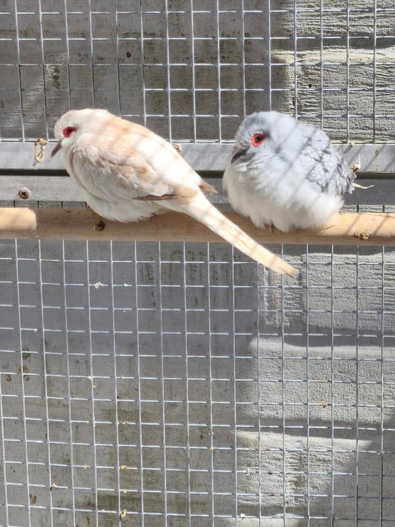 Koppel Diamantduifjes, Dieren en Toebehoren, Vogels | Overige Vogels, Meerdere dieren, Tropenvogel