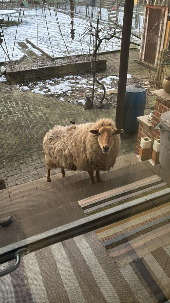 Te koop schaap, Dieren en Toebehoren, Schapen, Geiten en Varkens, Schaap