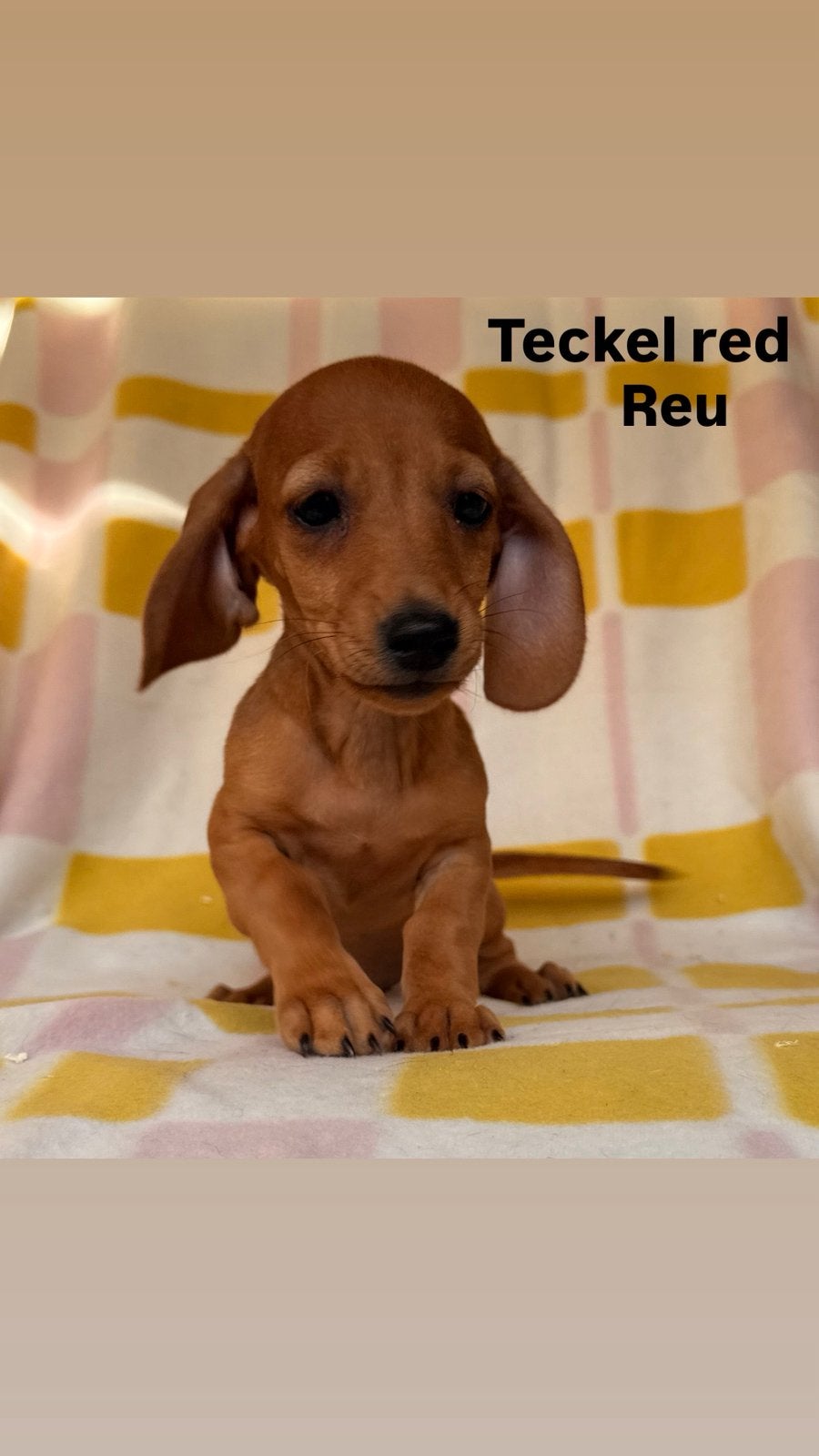 Teckel pups, Dieren en Toebehoren, Honden | Teckels en Dashonden, België, CDV (hondenziekte), 8 tot 15 weken, Korthaar
