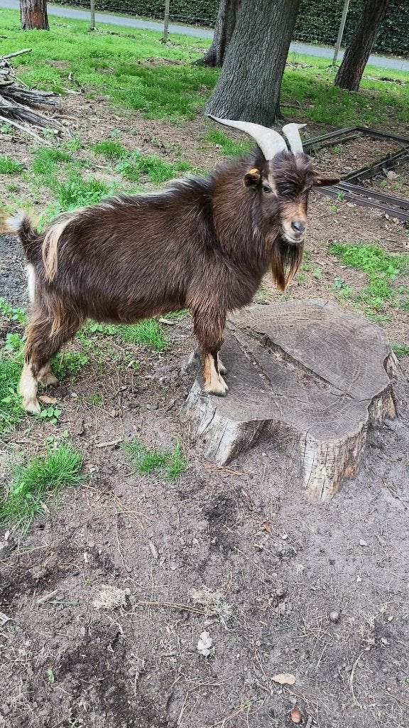 Zuivere chocotan dekbok, Dieren en Toebehoren, Mannelijk, Geit, 0 tot 2 jaar
