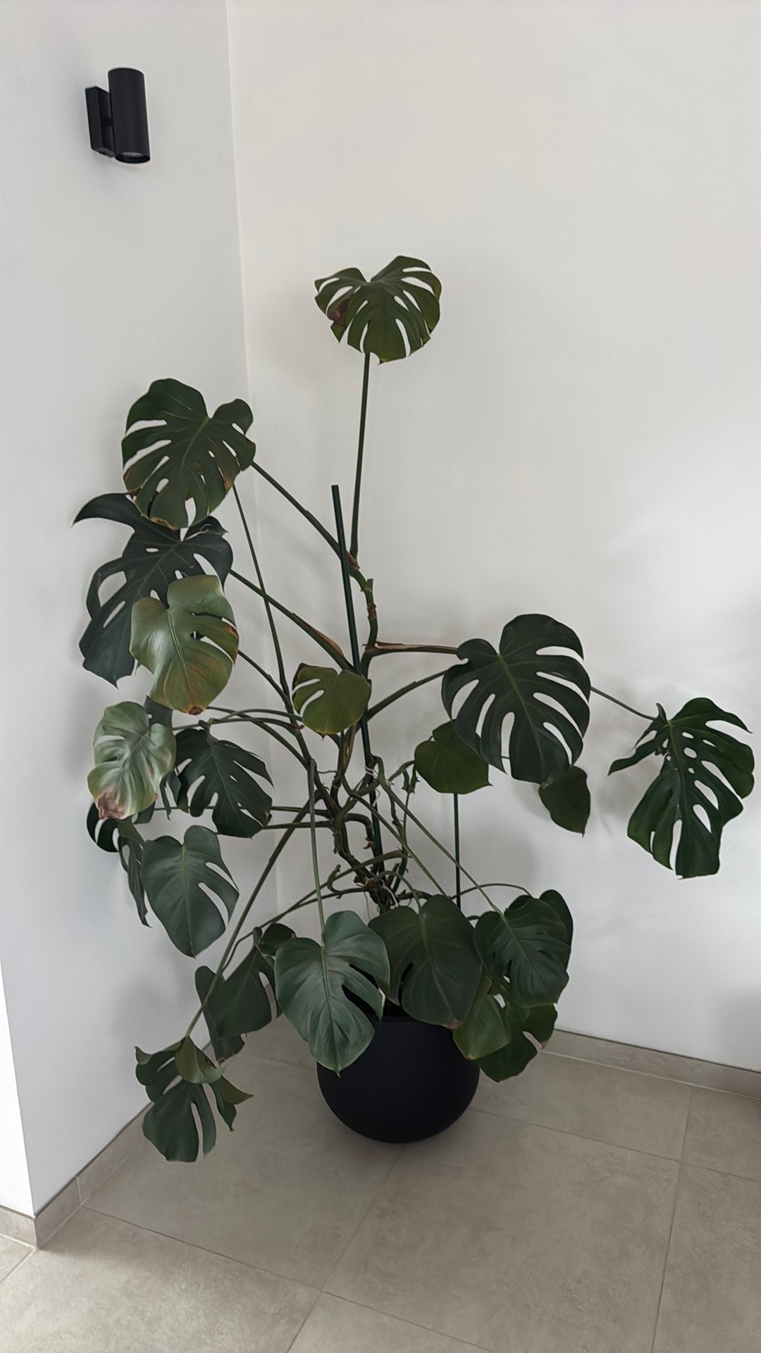 Plant mag weg wegens verhuis!, Huis en Inrichting, Kamerplanten, Ophalen