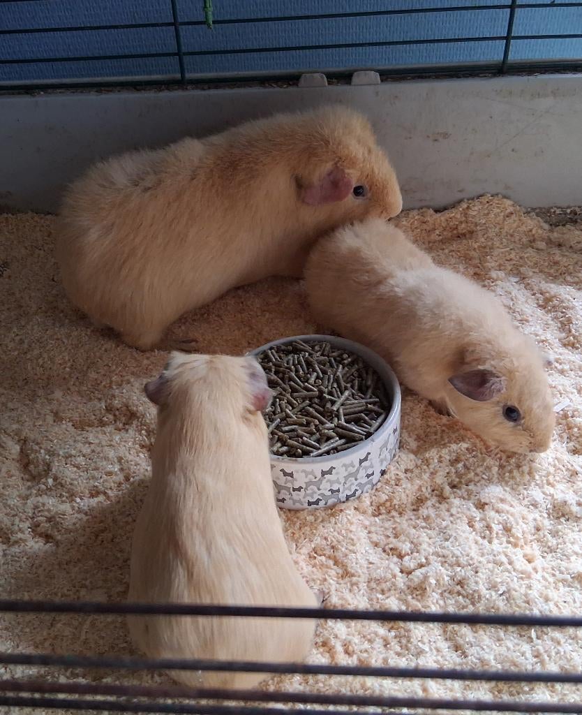 Cavia,s, Dieren en Toebehoren, Mannelijk, Tam, Maart, Cavia
