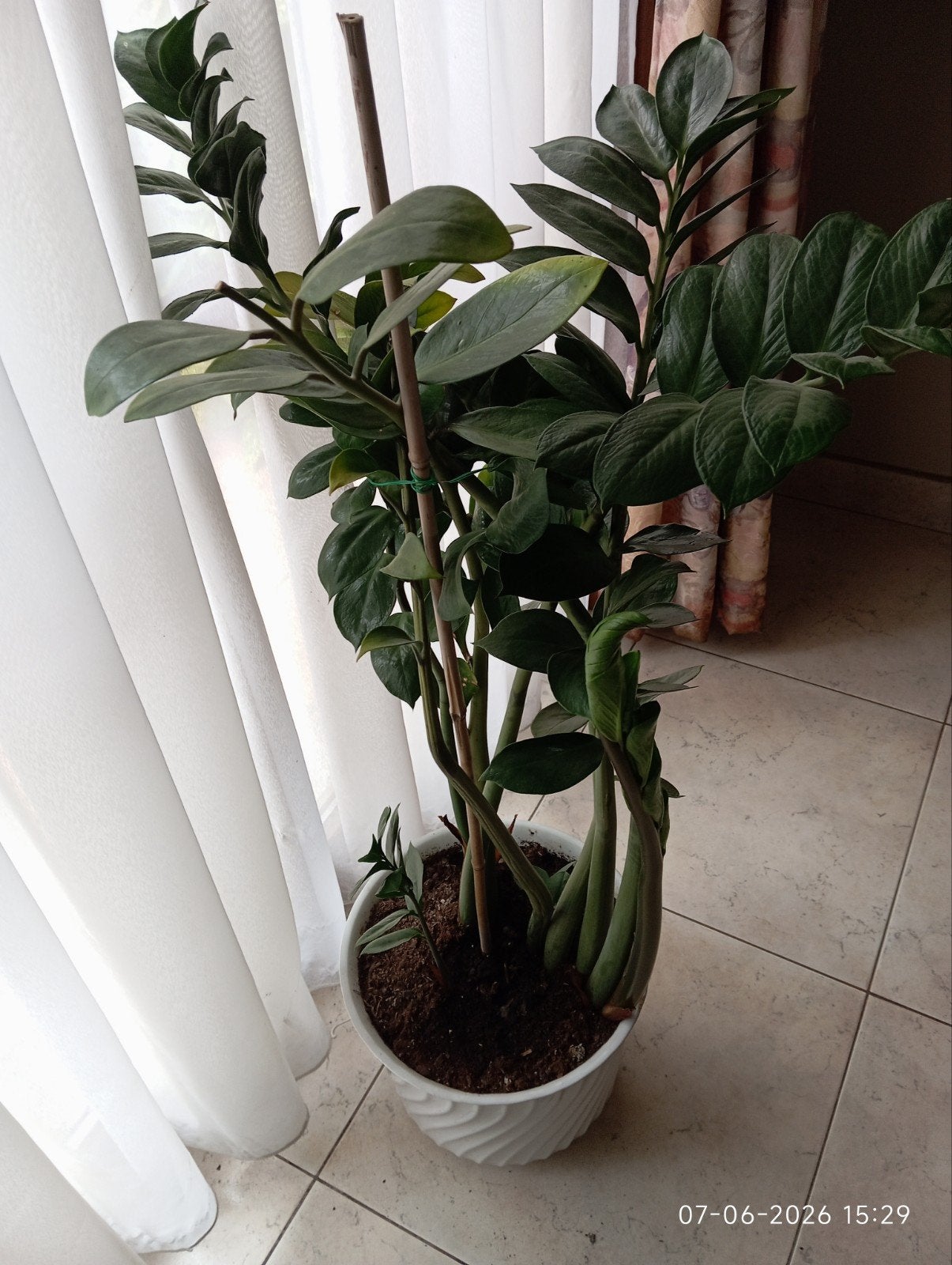 Kamerplant zamioculcas, Huis en Inrichting, Ophalen