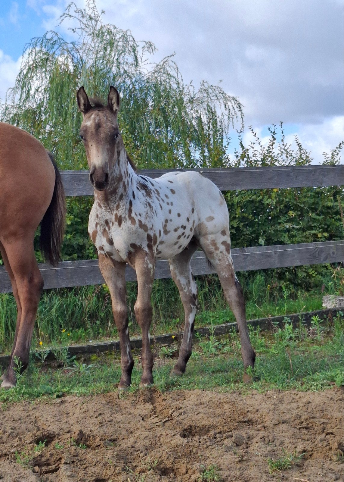 Uitzonderlijk buckskin/valk appaloosa (APHC) hengstveulen, Dieren en Toebehoren, Hengst, Met stamboom, 0 tot 2 jaar