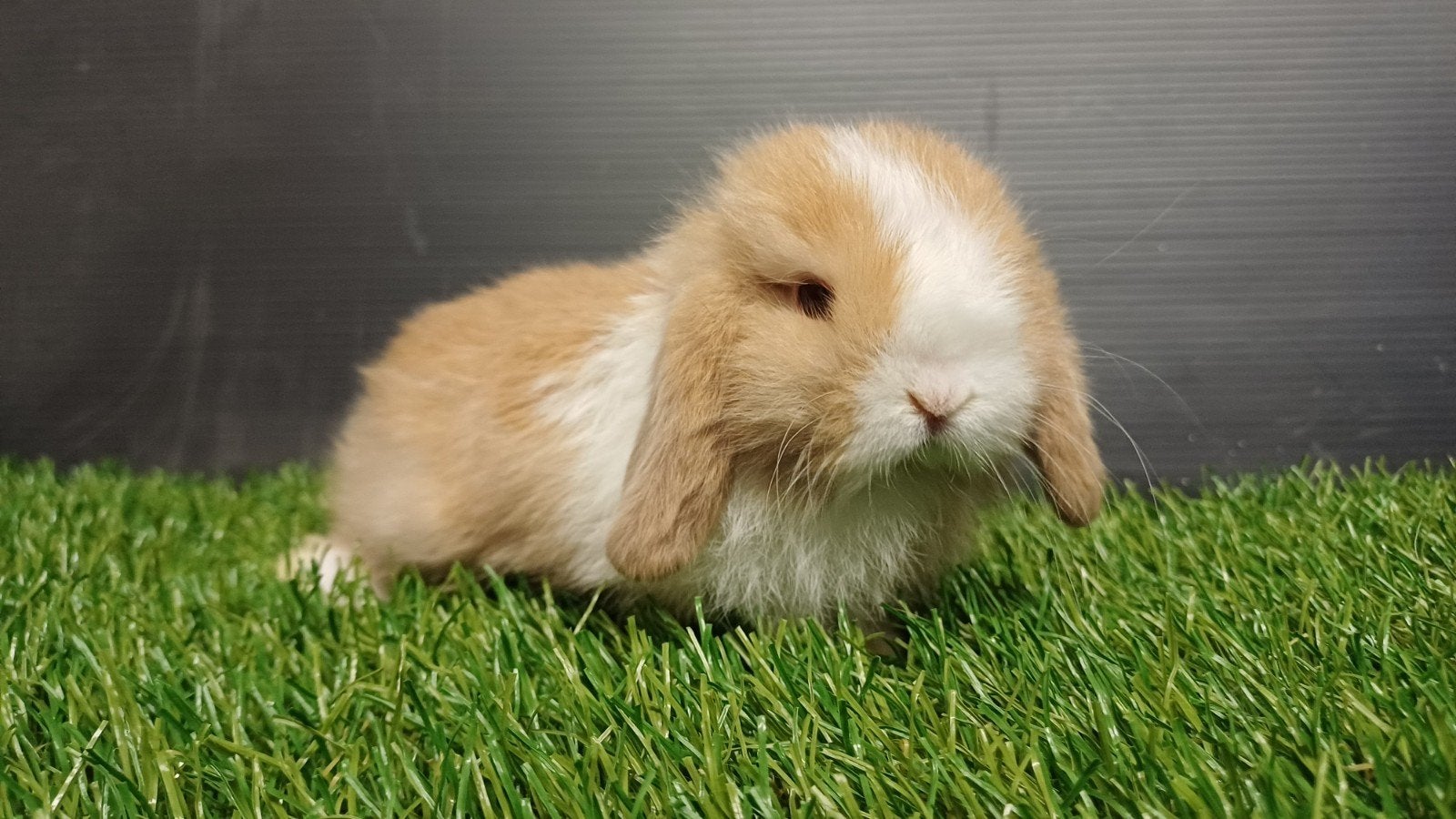 Zindelijke handtamme mannelijke minilop konijnen jong, Animaux & Accessoires, Lapins, Nain, Mâle, 0 à 2 ans, Oreilles tombantes
