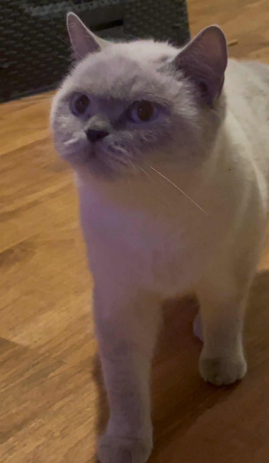 Ter adoptie: Harley, Chatte ou Chat, Vermifugé, 3 à 5 ans