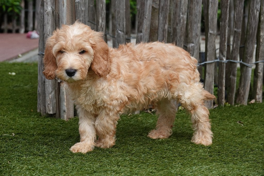 Prachtige Medium Labradoodle pups; Abrikoos & abrikoos/rood, België, Overige rassen, CDV (hondenziekte), 8 tot 15 weken