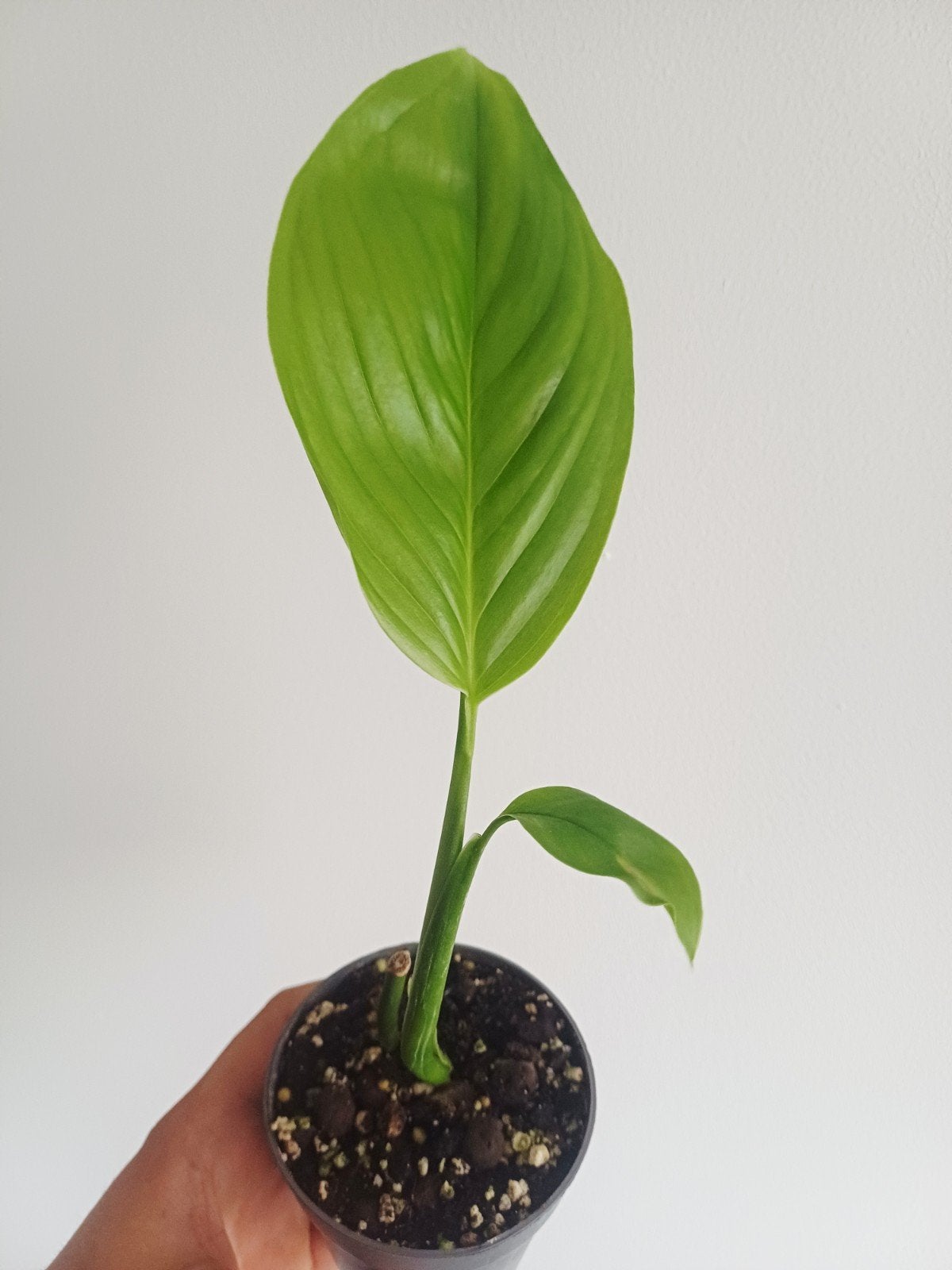 Monstera EC7 (NoID), Huis en Inrichting, Kamerplanten, Overige soorten, Minder dan 100 cm, Groene kamerplant, Halfschaduw, In pot