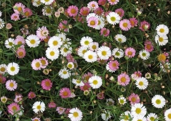 9 x erigeron of fijnstraal in pot  SOLDEN, Ophalen, Vaste plant