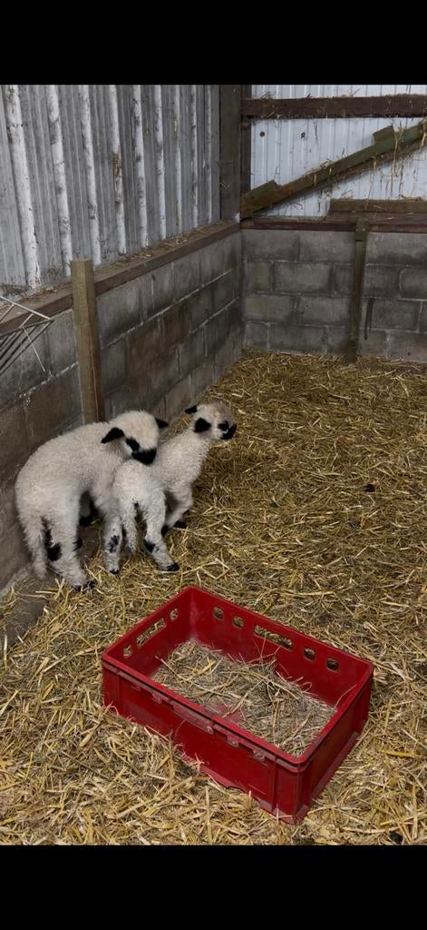 Wallisser zwartneus, Mouton, 0 à 2 ans