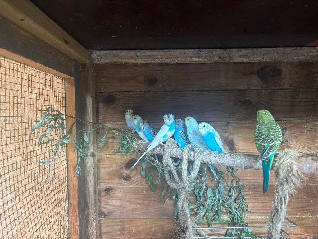 Grasparkieten juni 2026, Dieren en Toebehoren, Vogels | Parkieten en Papegaaien, Geslacht onbekend